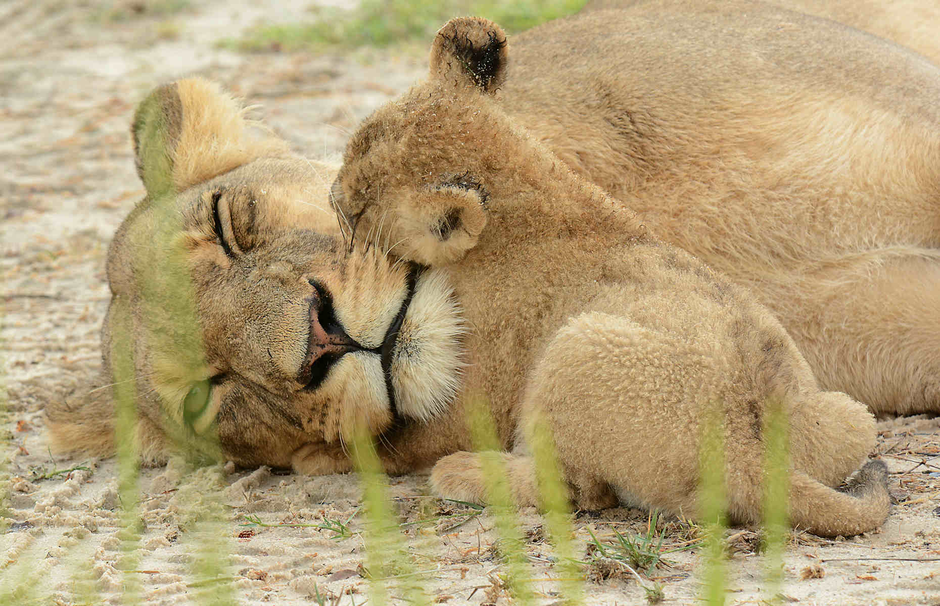 Lions Kwando Safaris - Séjour Botswana