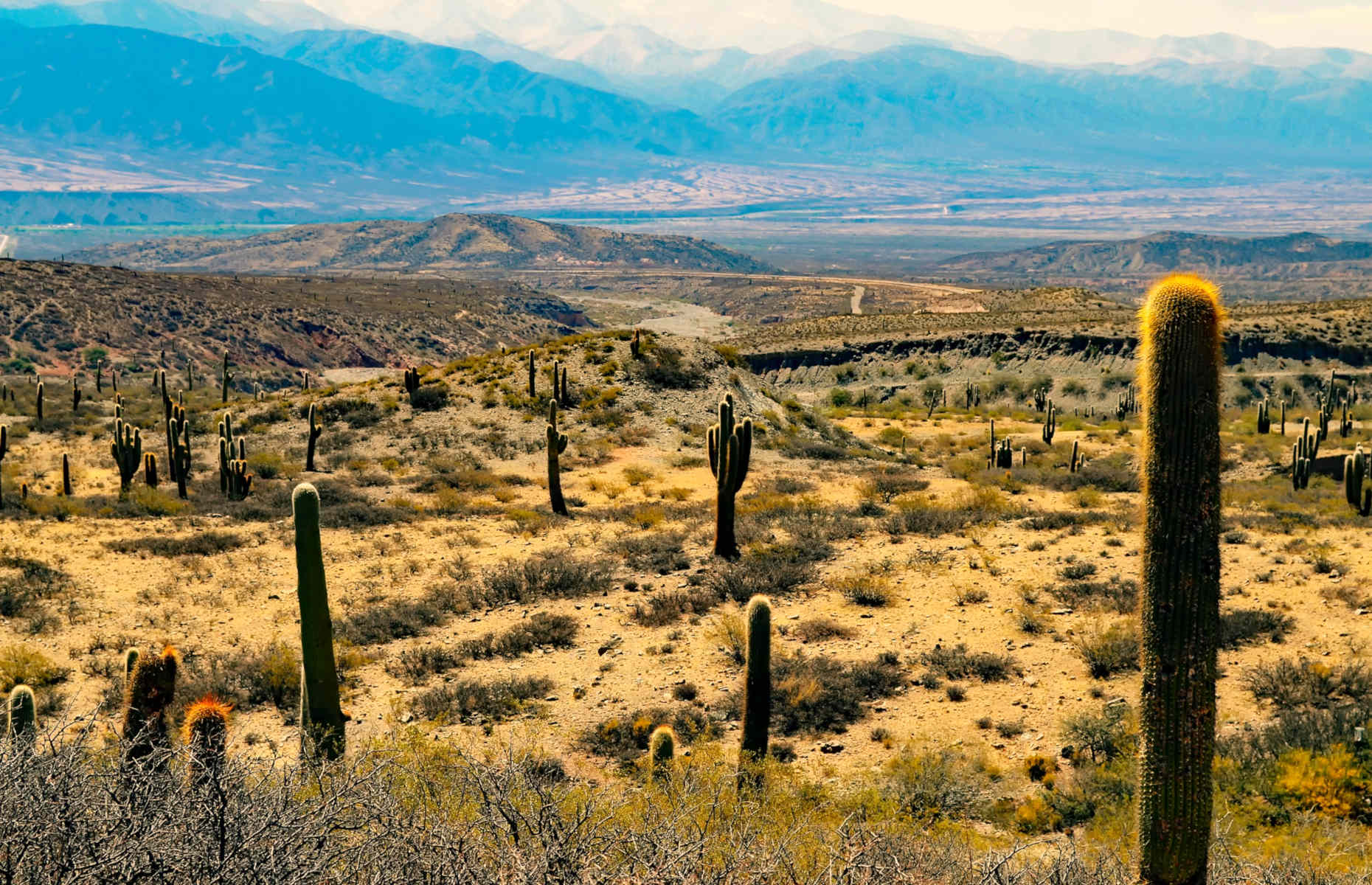 argentine-cactus