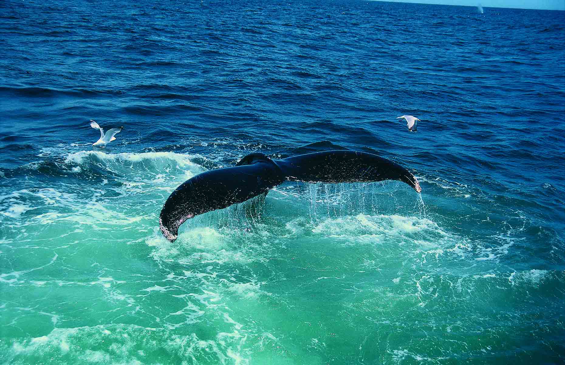 Baleine de Tadoussac - Voyage Luxe Québec au Canada