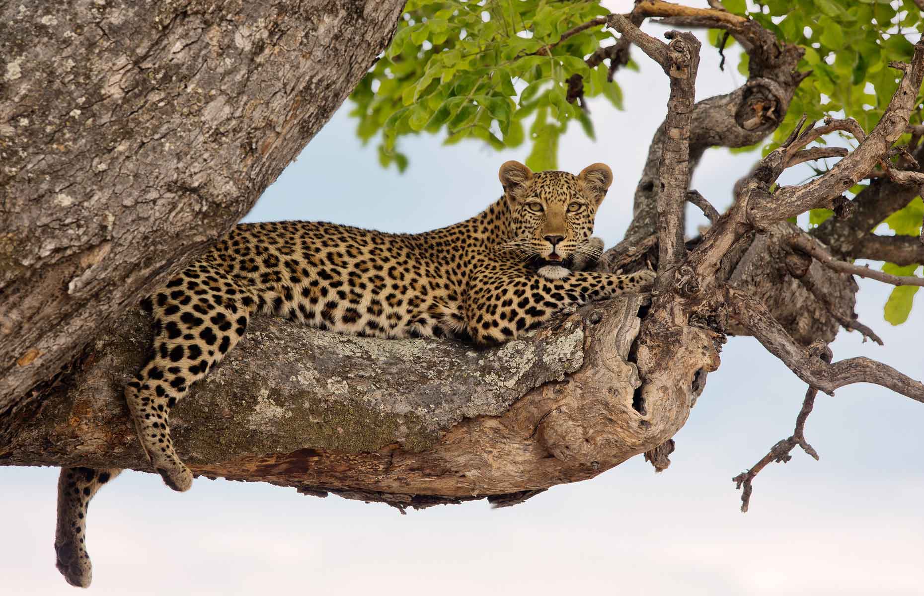 Botswana léopard