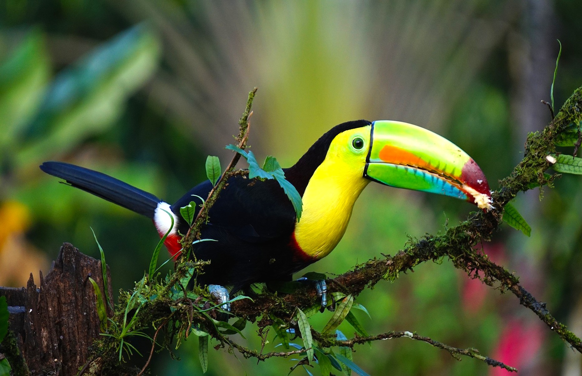 Toucan - Voyage Costa Rica