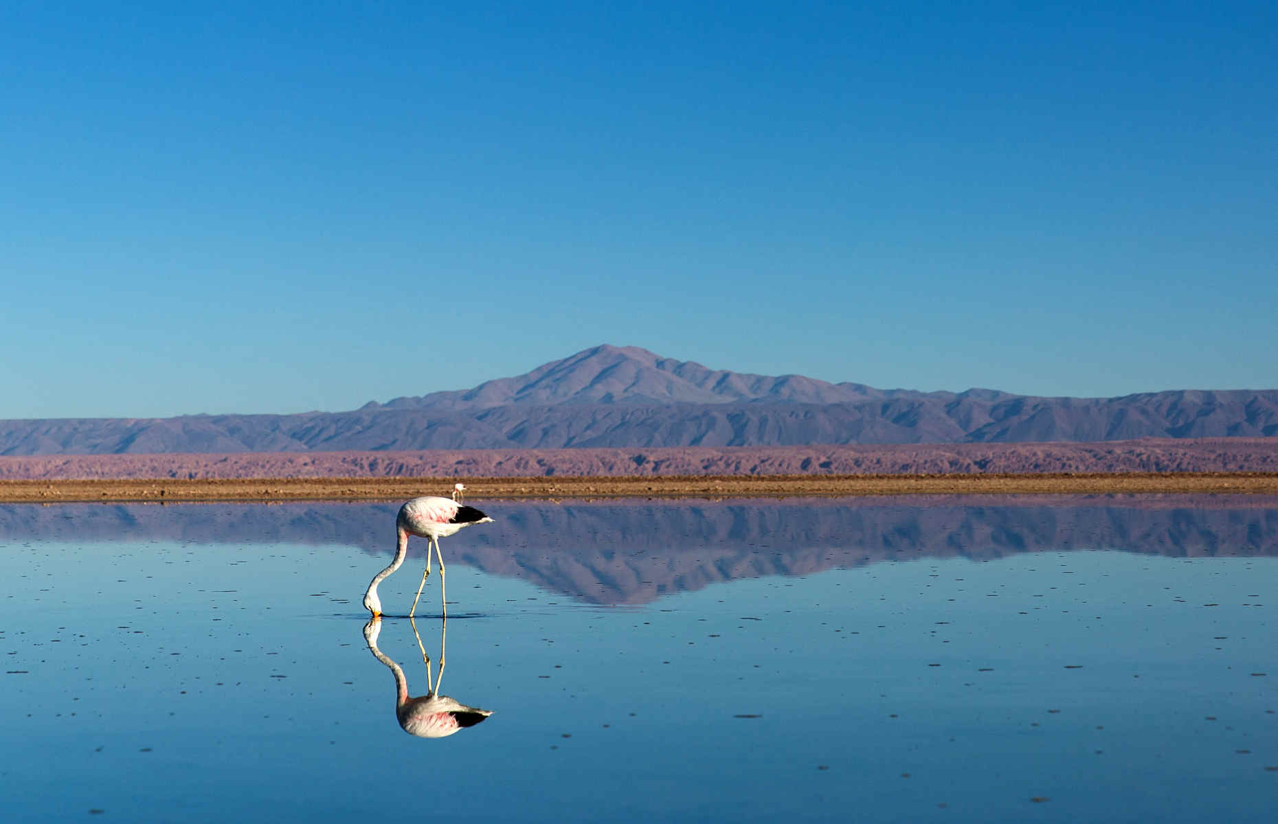 flamant-rose-San-Pedro-de atacama-chili