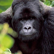 Gorilles du Virunga - Voyage Rwanda