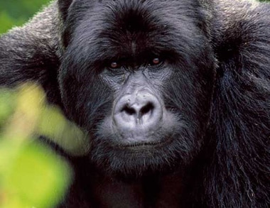 Rwanda gorilles