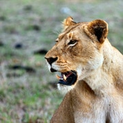 Lionne - Voyage Tanzanie