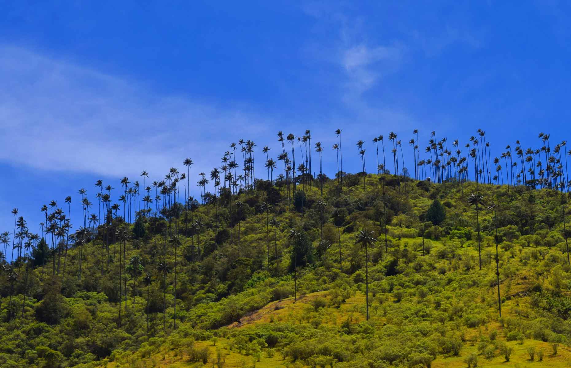 vallee-cocora-colombie