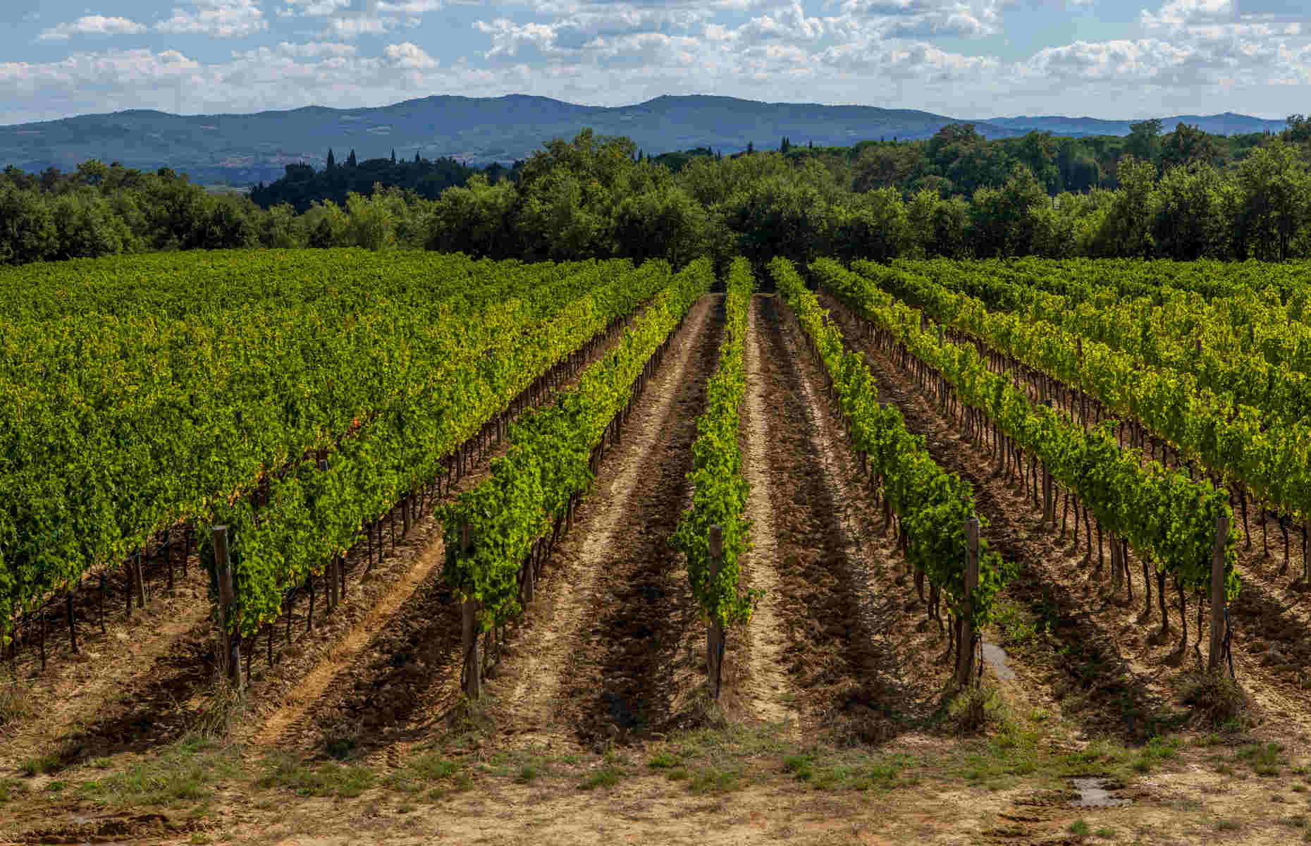 Vignes Il Borro - Hôtel Toscane, Italie