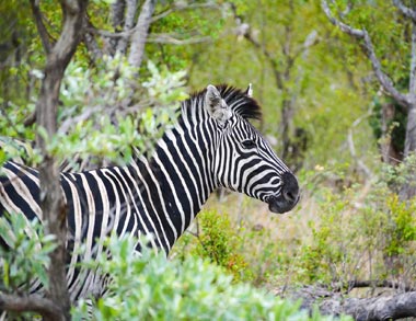 Zèbre dans le Kruger - Voyage Afrique du Sud
