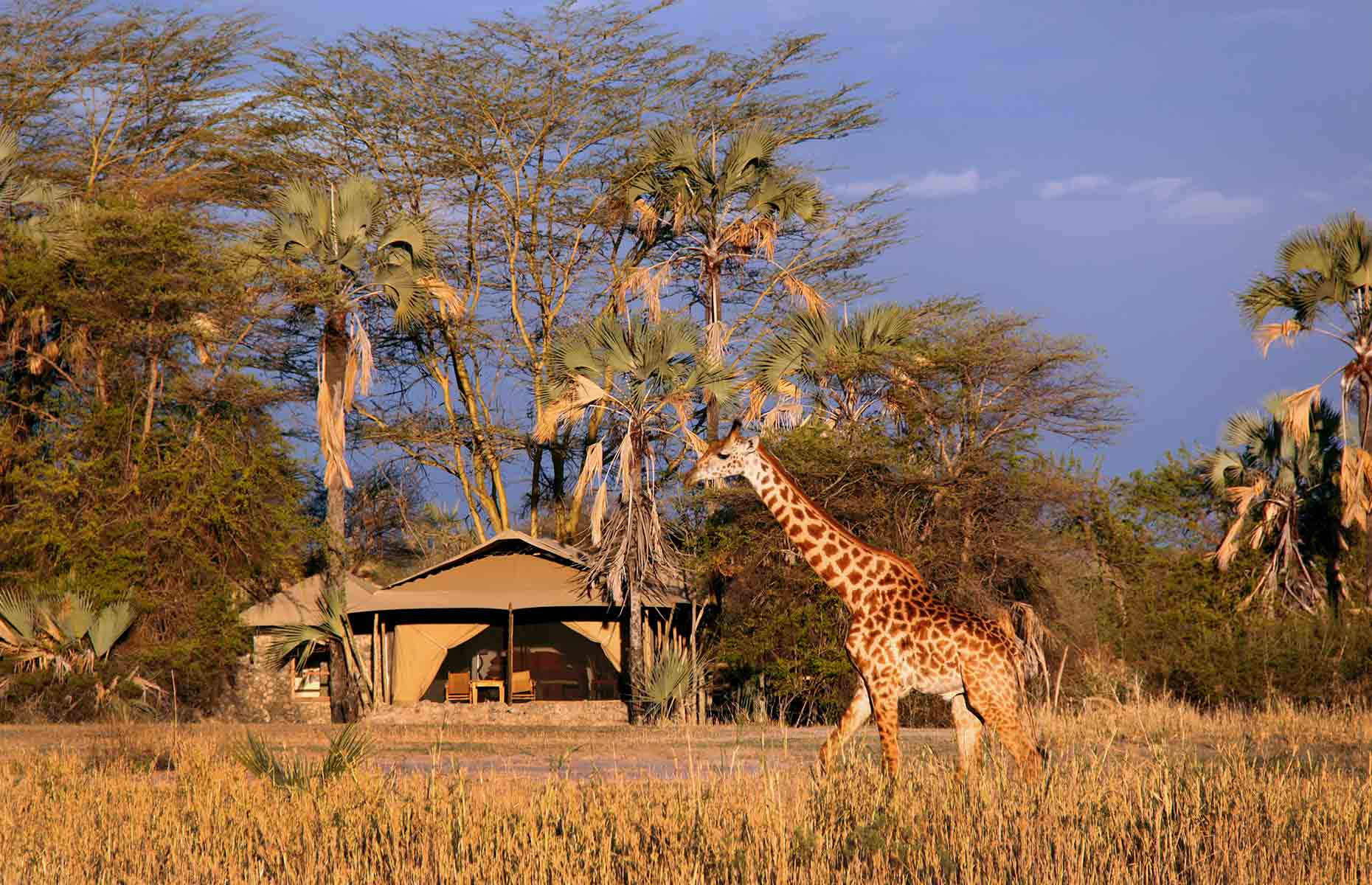 Girafe - Séjour Afrique, Voyage Tanzanie