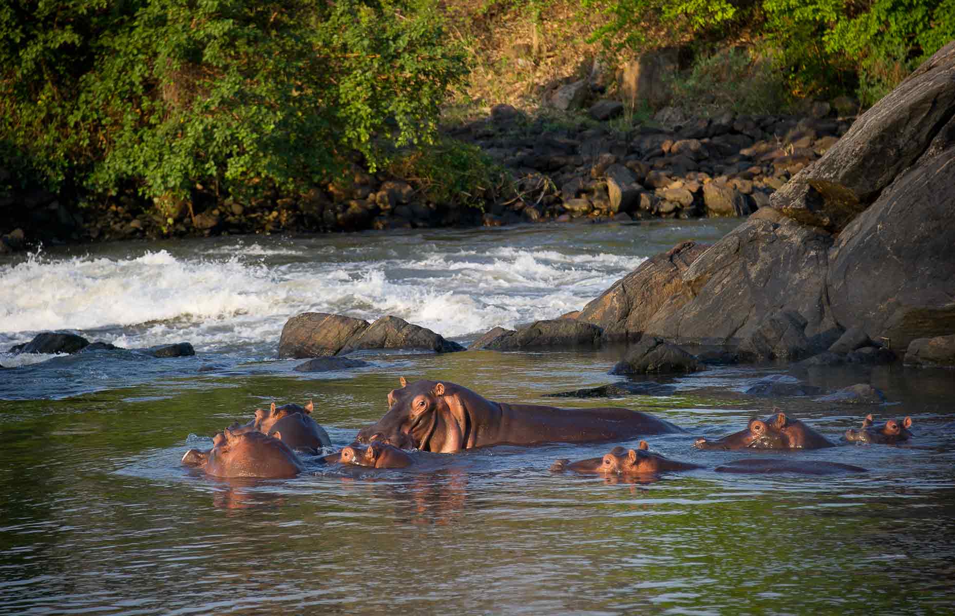 Hippopotame - Séjour Afrique, Voyage Malawi © Robin Pope