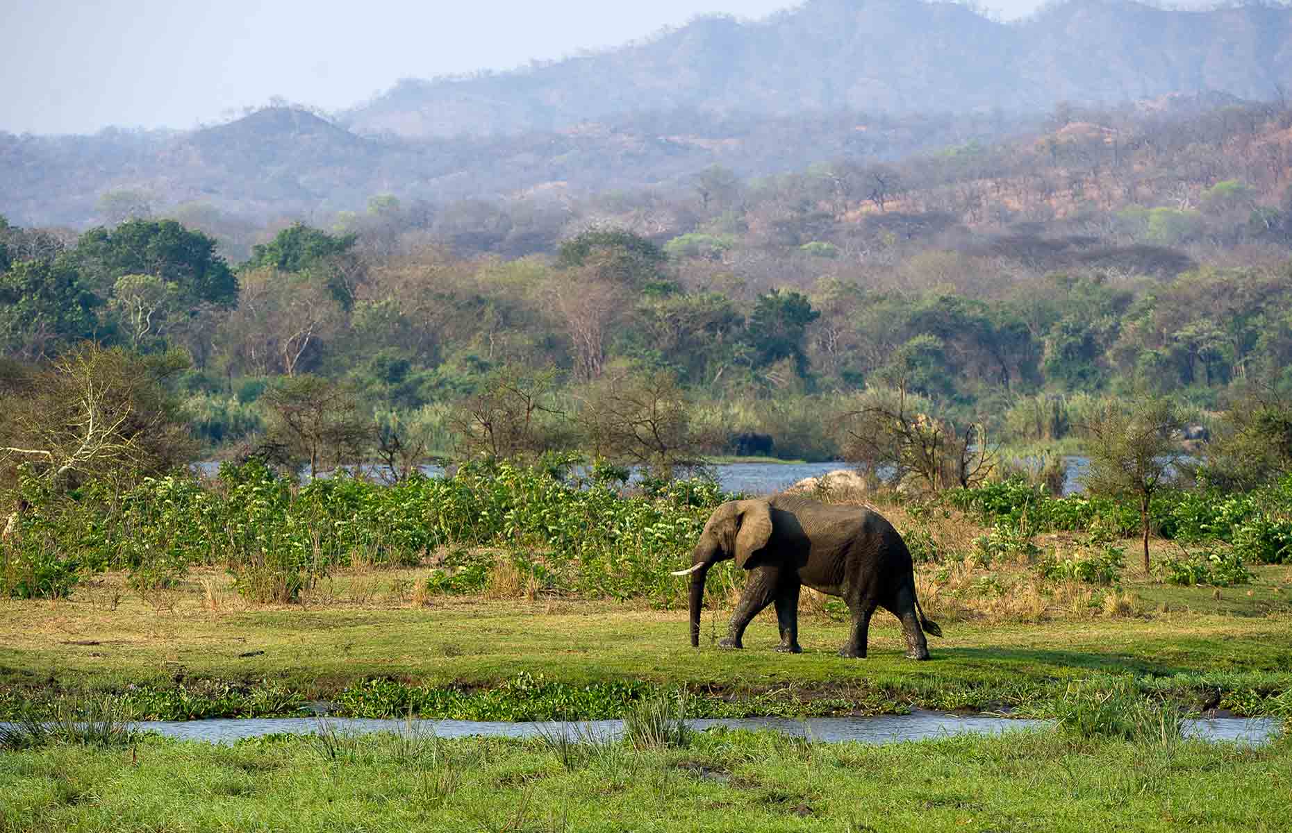 Éléphant - Séjour Afrique australe, Voyage Malawi