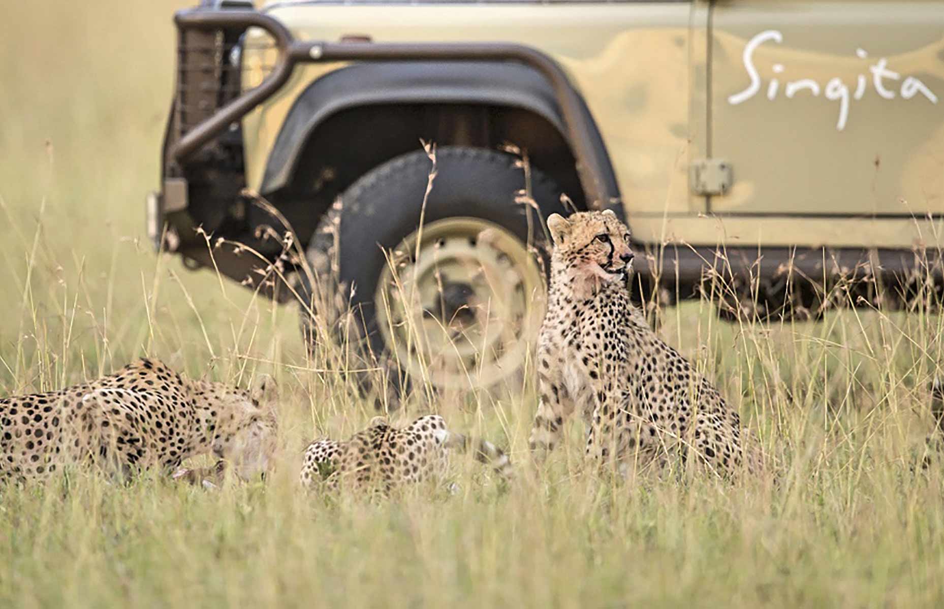 Safari, Léopard - Voyage Afrique du Sud