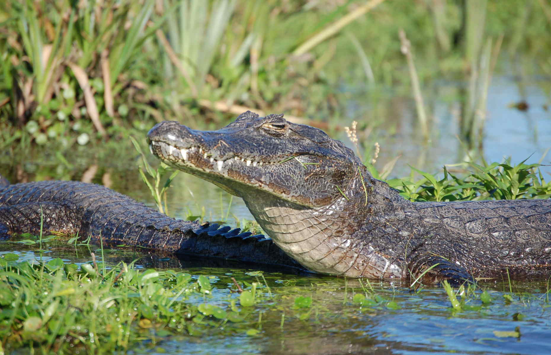 alligator-esteros-del-ibera-argentine