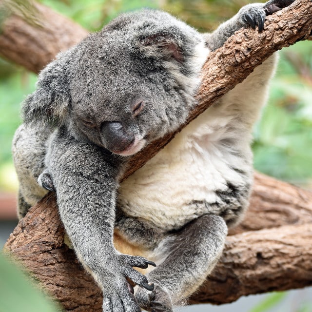 Koala - Voyage Australie