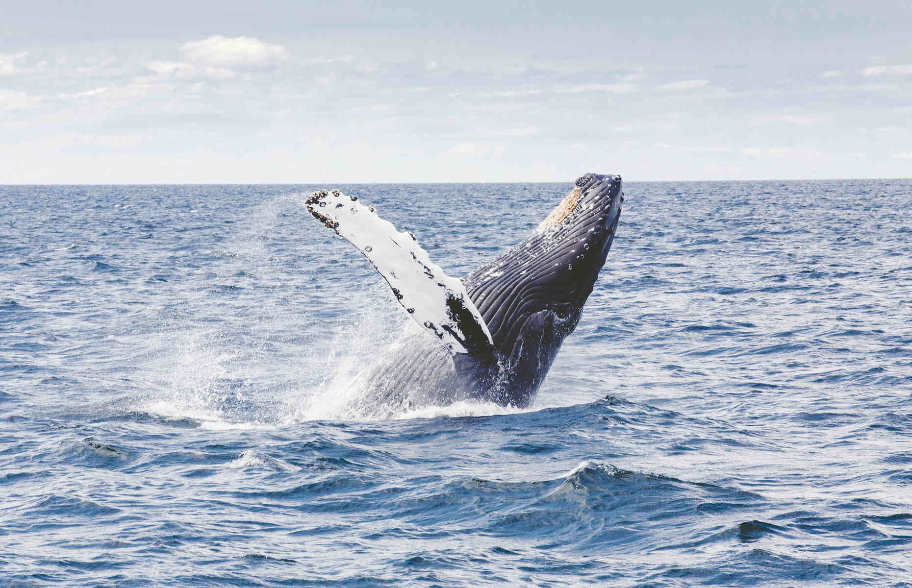 Baleine - Voyage Açores