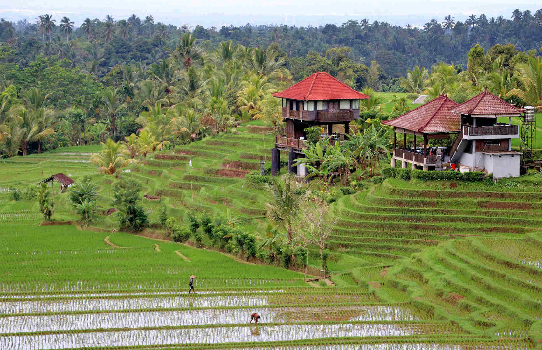 bali-rizière