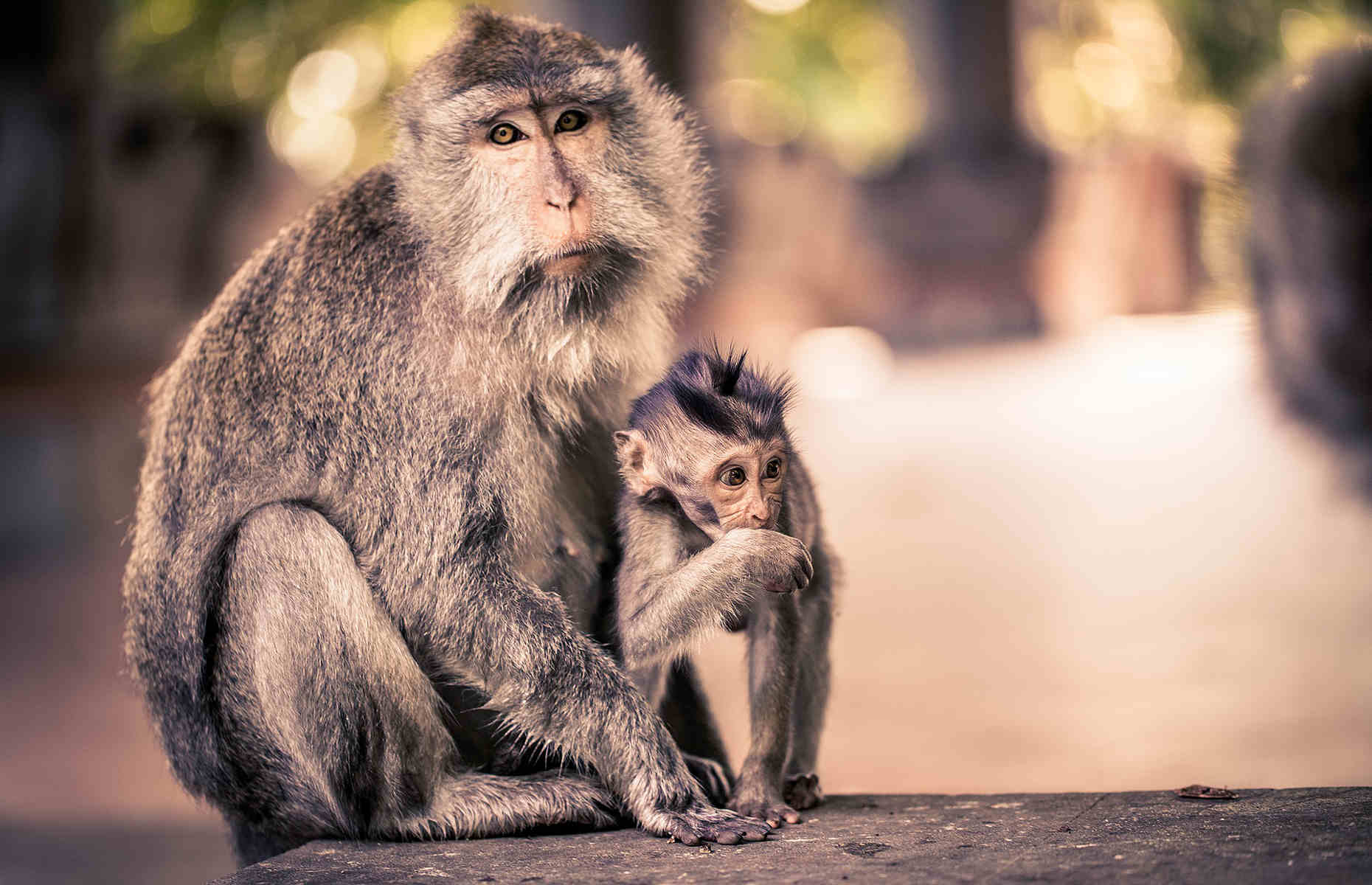 bali-voyage-singes