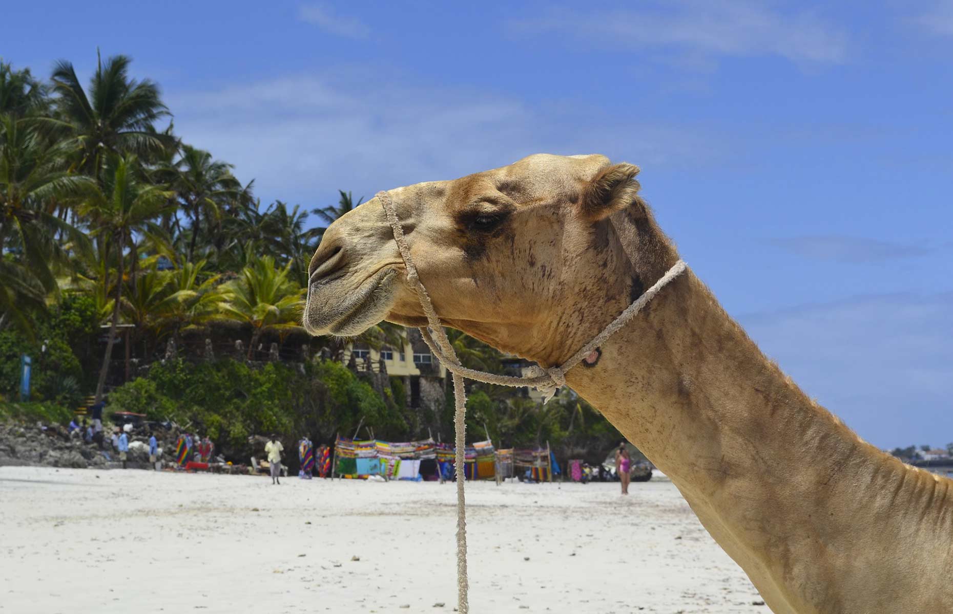 Chameau, Plage Côte Swahilie - Séjour Kenya en Afrique, Voyage Mombasa