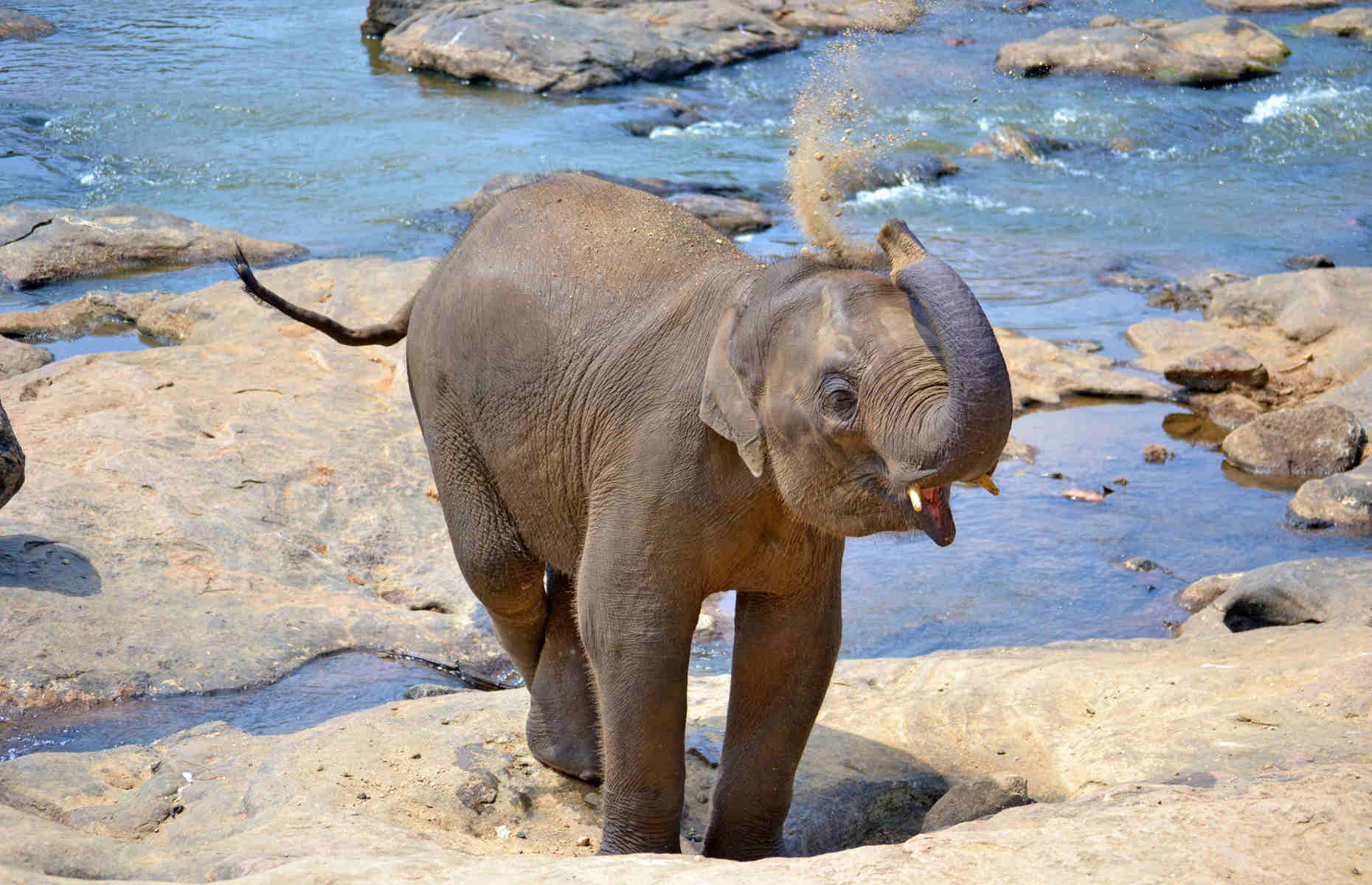 bébé-éléphant-sri-lanka