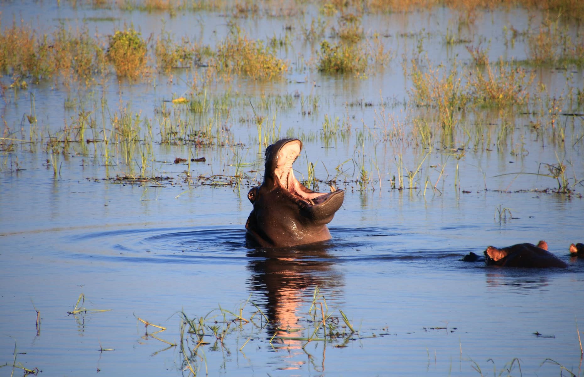 Delta Okavango - Voyage Botswana