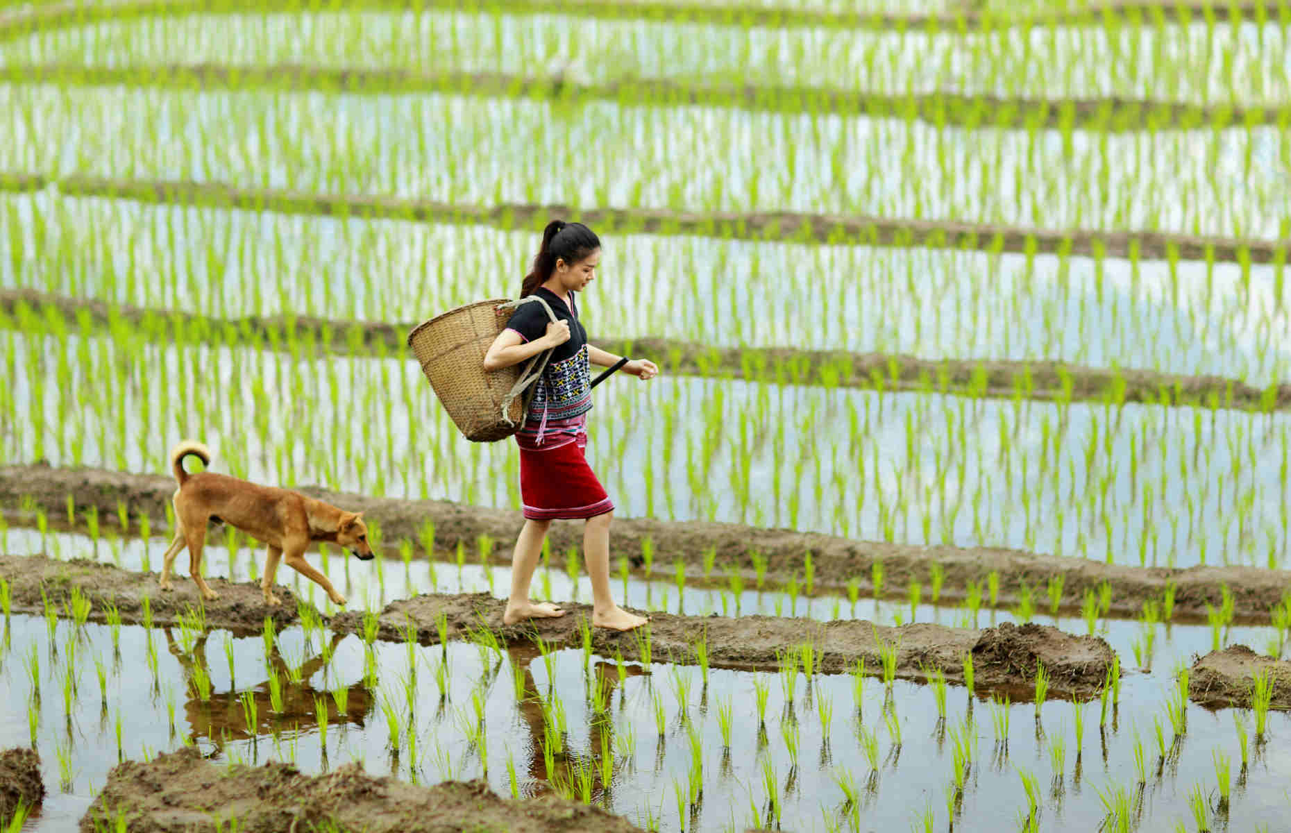 Région de Chiang Mai - Voyage Thaïlande