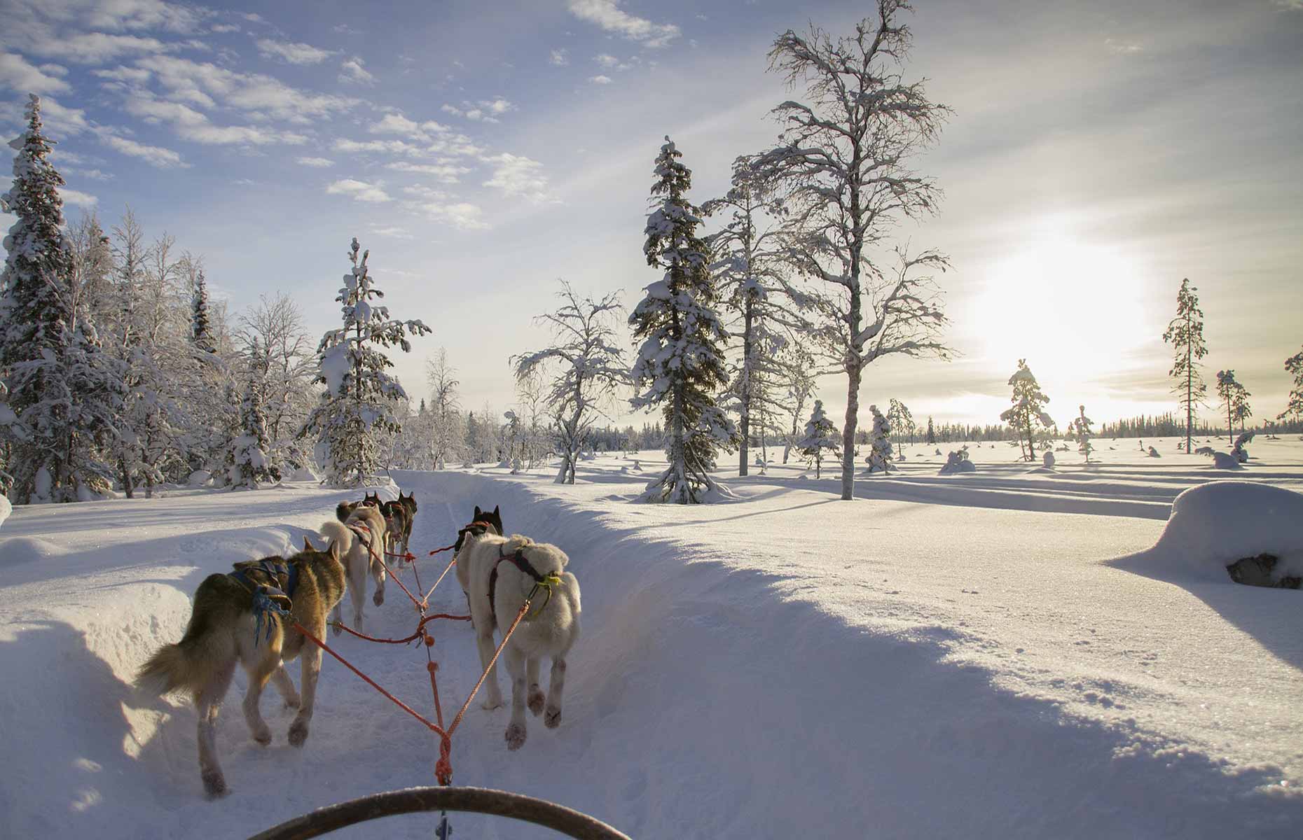 - Chiens de traîneau - Voyage Laponie Suédoise, Séjour Suède