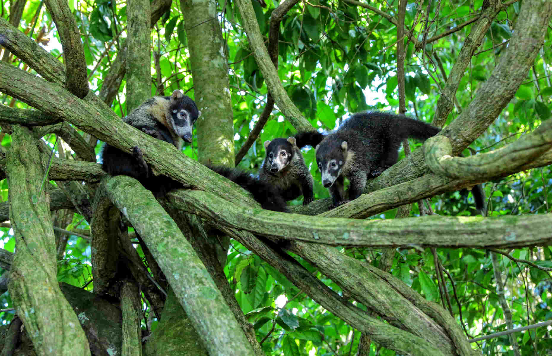 Coatis, Parc National du Corcovado - Voyage Costa Rica