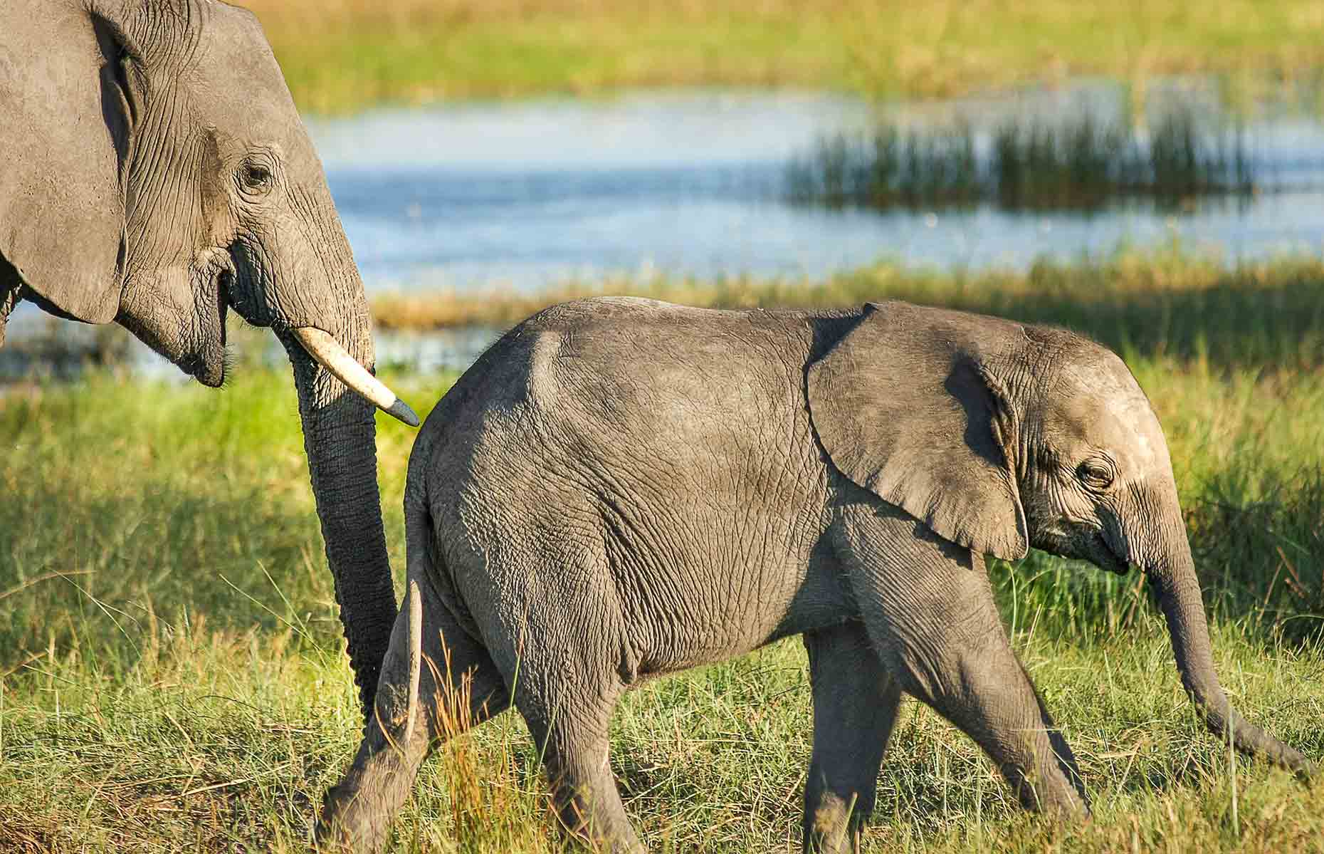 Éléphants - Voyage Afrique du Sud