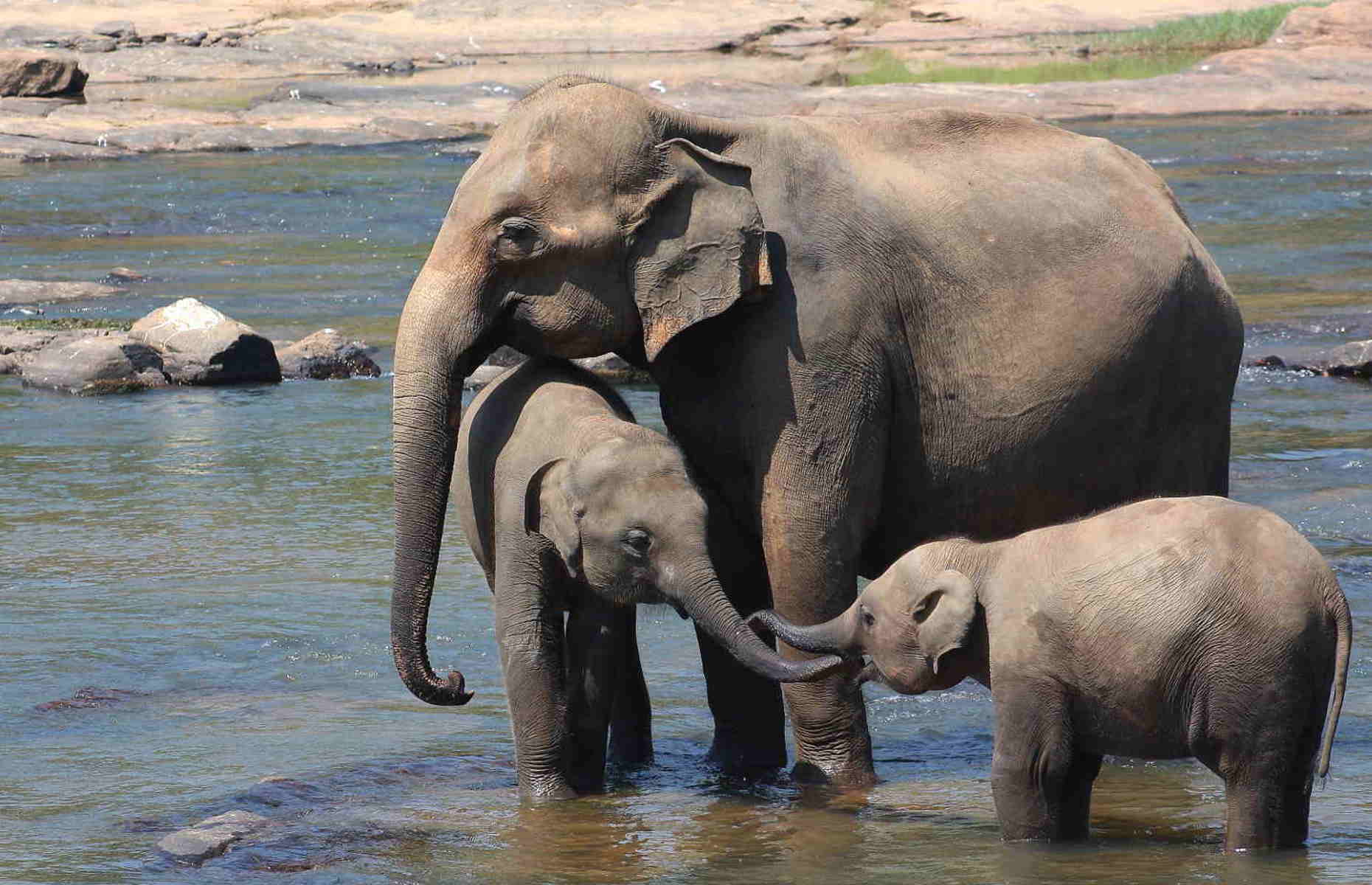 elephants-sri-lanka