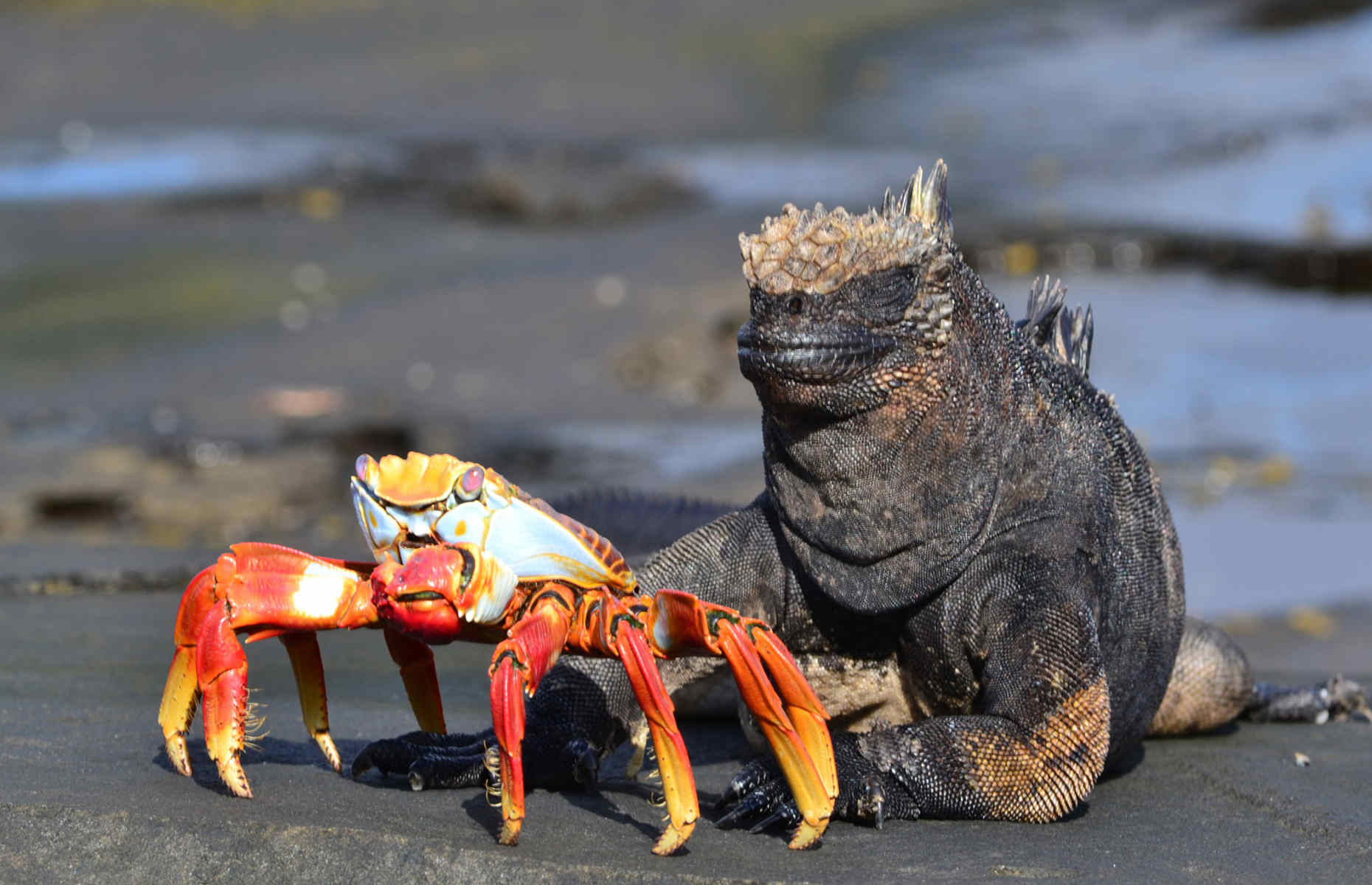 galapagos-equateur-faune-crabe-iguane