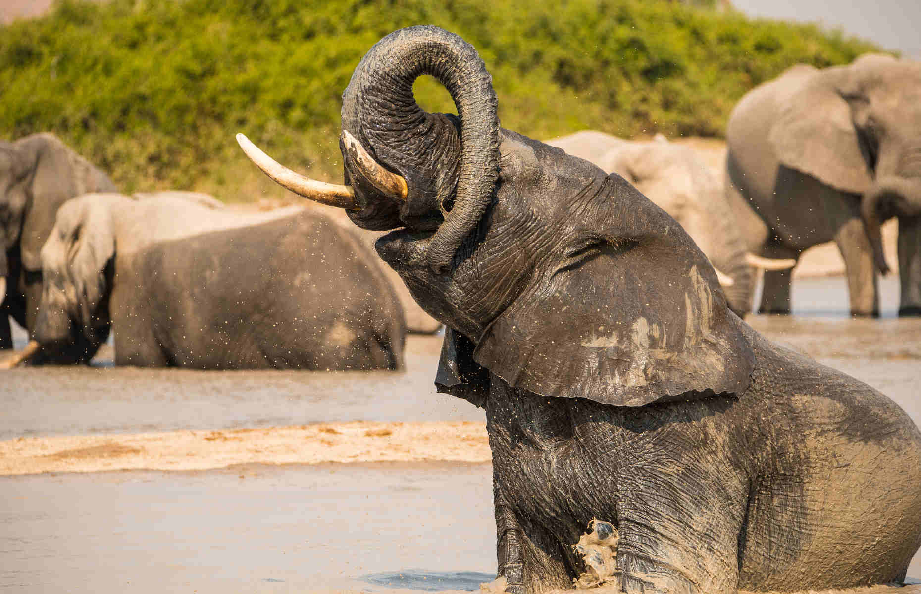 Éléphants - Voyage Botswana