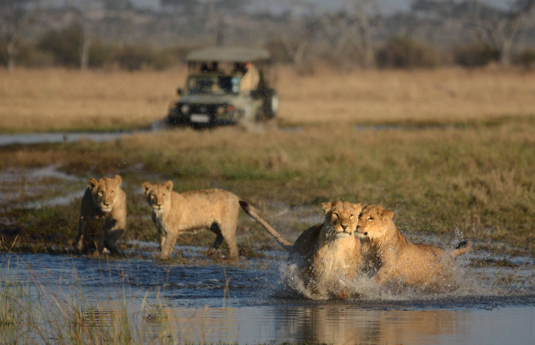 Safari Parc National de Chobe - Voyage Botswana