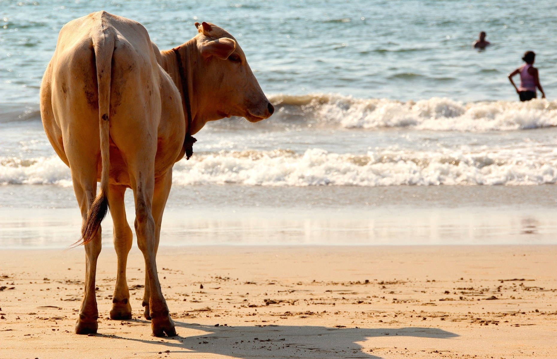 Vache sur la Plage - Voyage Goa, Inde