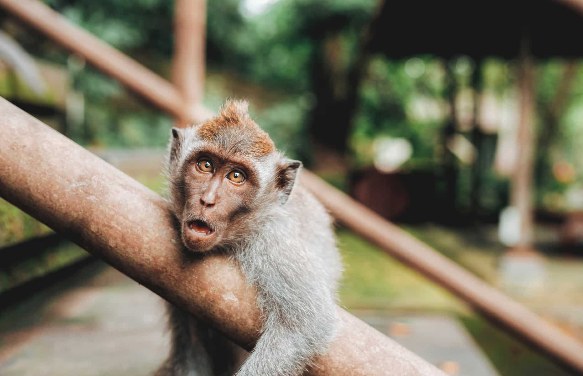 Singe - Voyage Bali, Indonésie