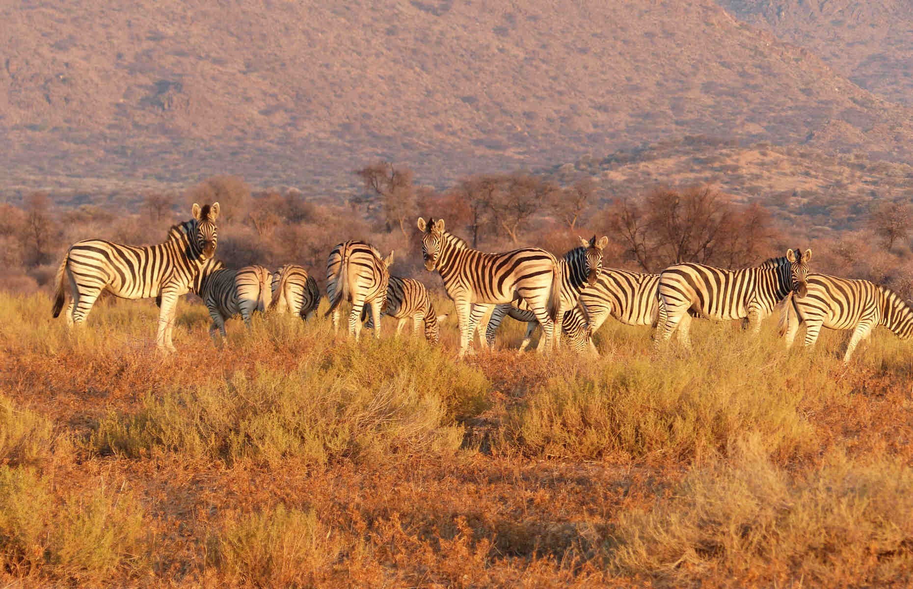Safari - Voyage Namibie