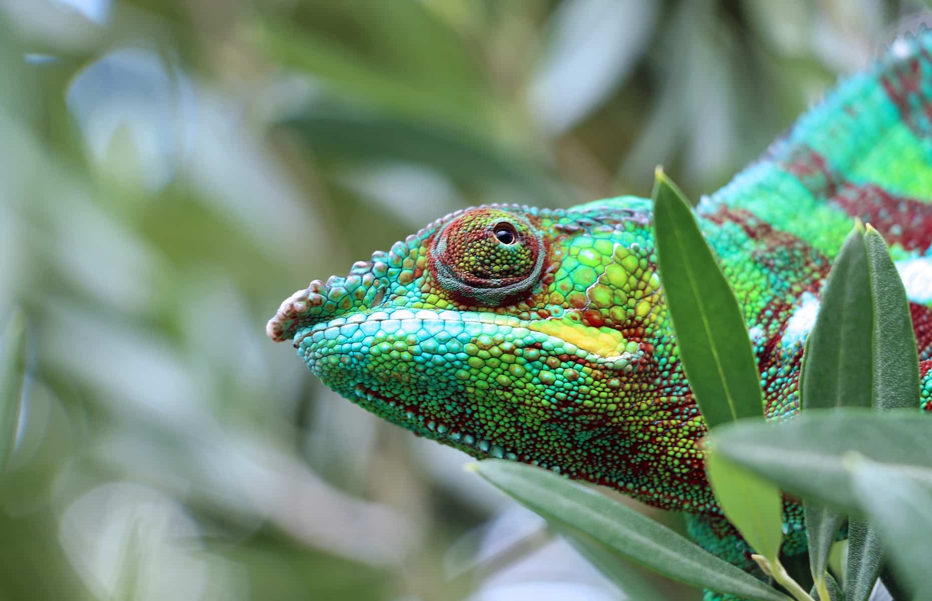 Caméléon - Voyage Madagascar