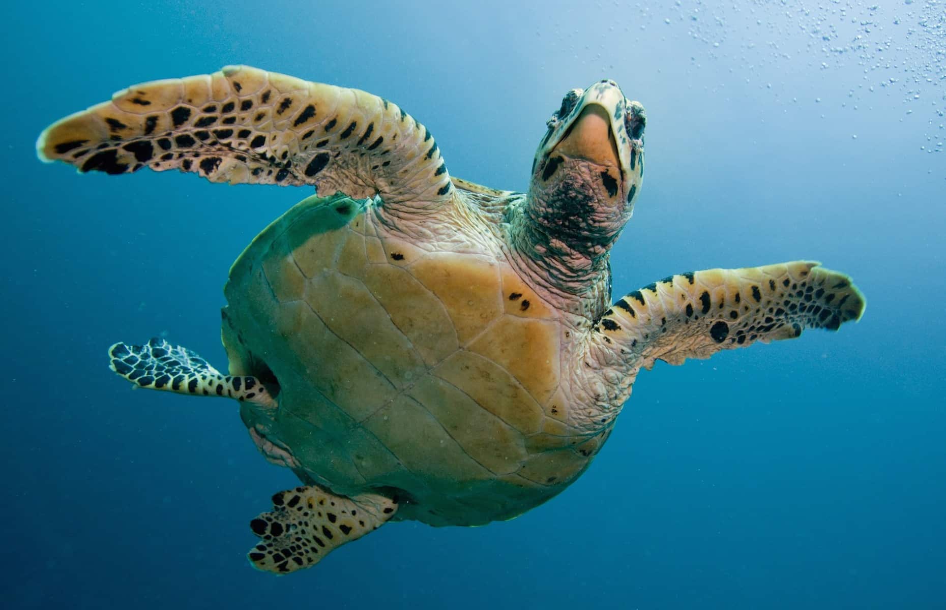 Tortue de mer - Voyage Maldives