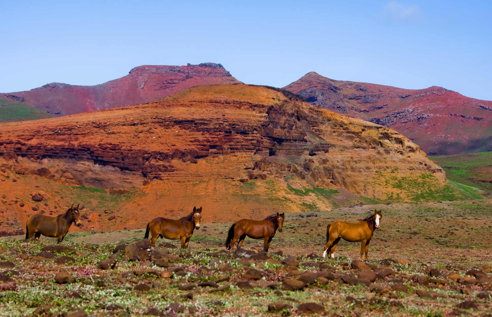 marquises-paysages-chevaux