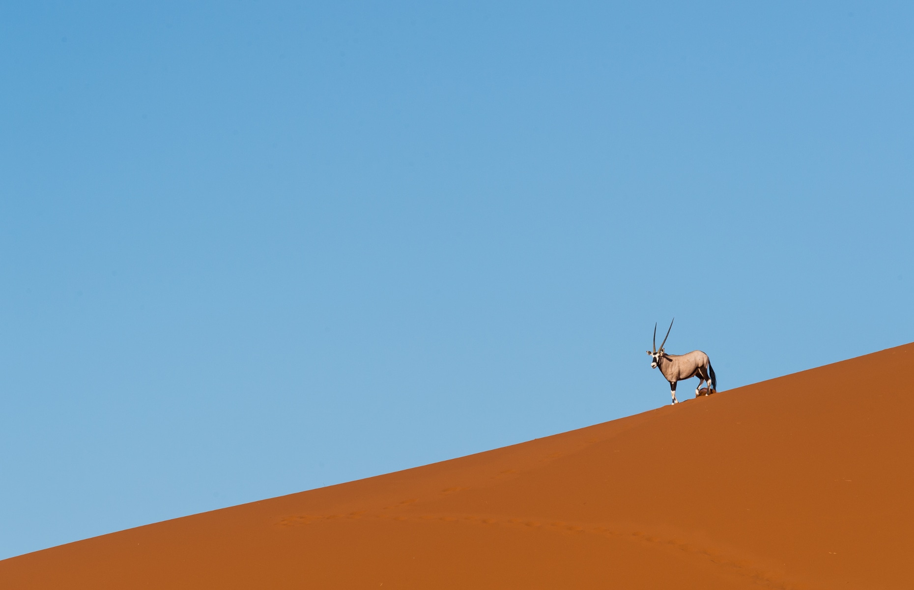 Oryx dans le Désert - Voyage Namibie