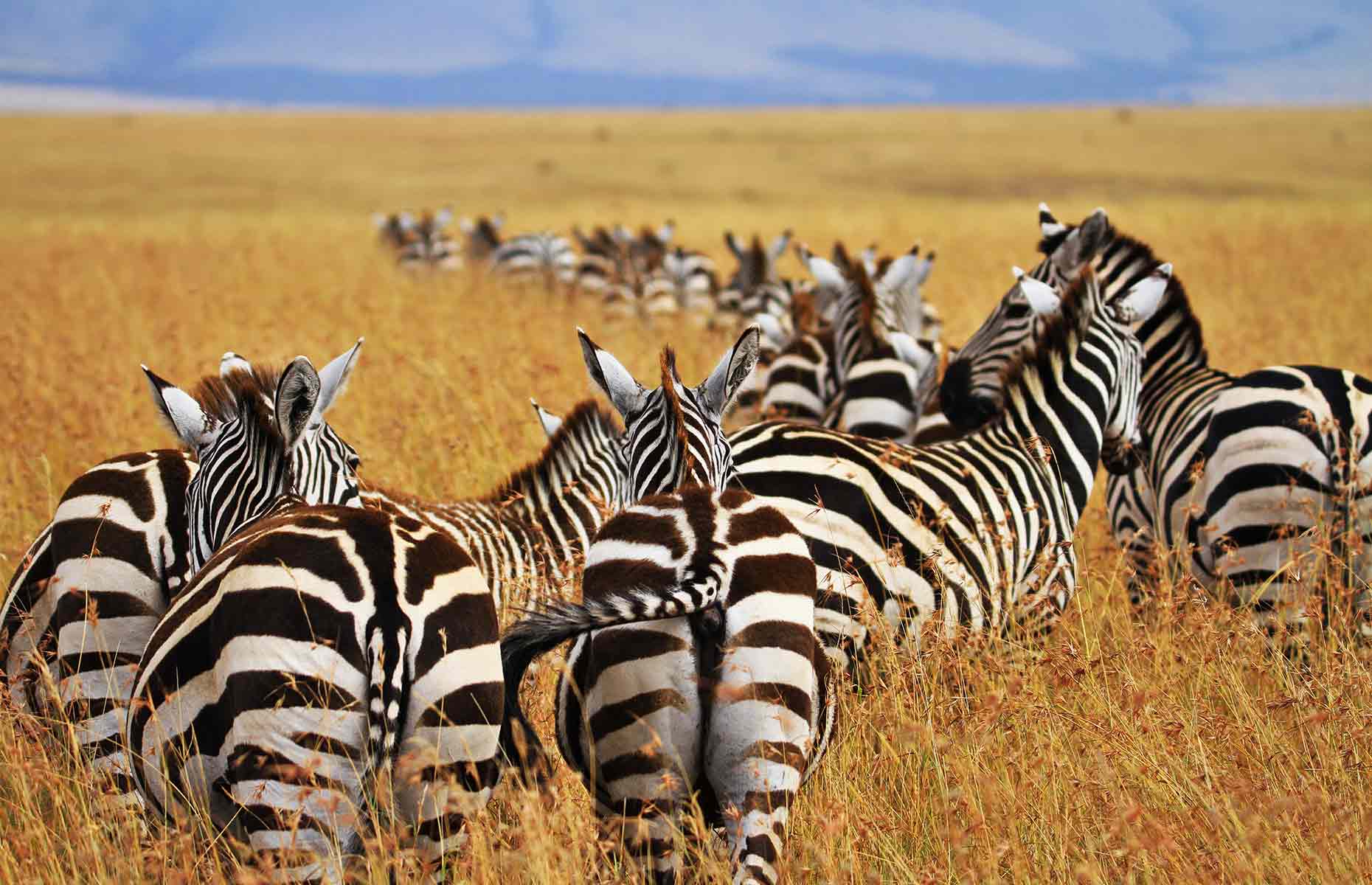 Zèbres - Séjour Afrique, Voyage Tanzanie