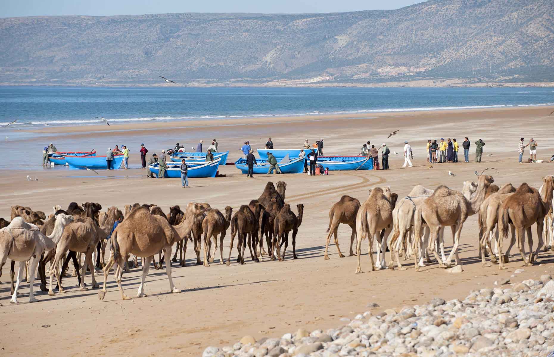 Pêcheurs et chameaux - Séjour Maroc, Voyage Agadir