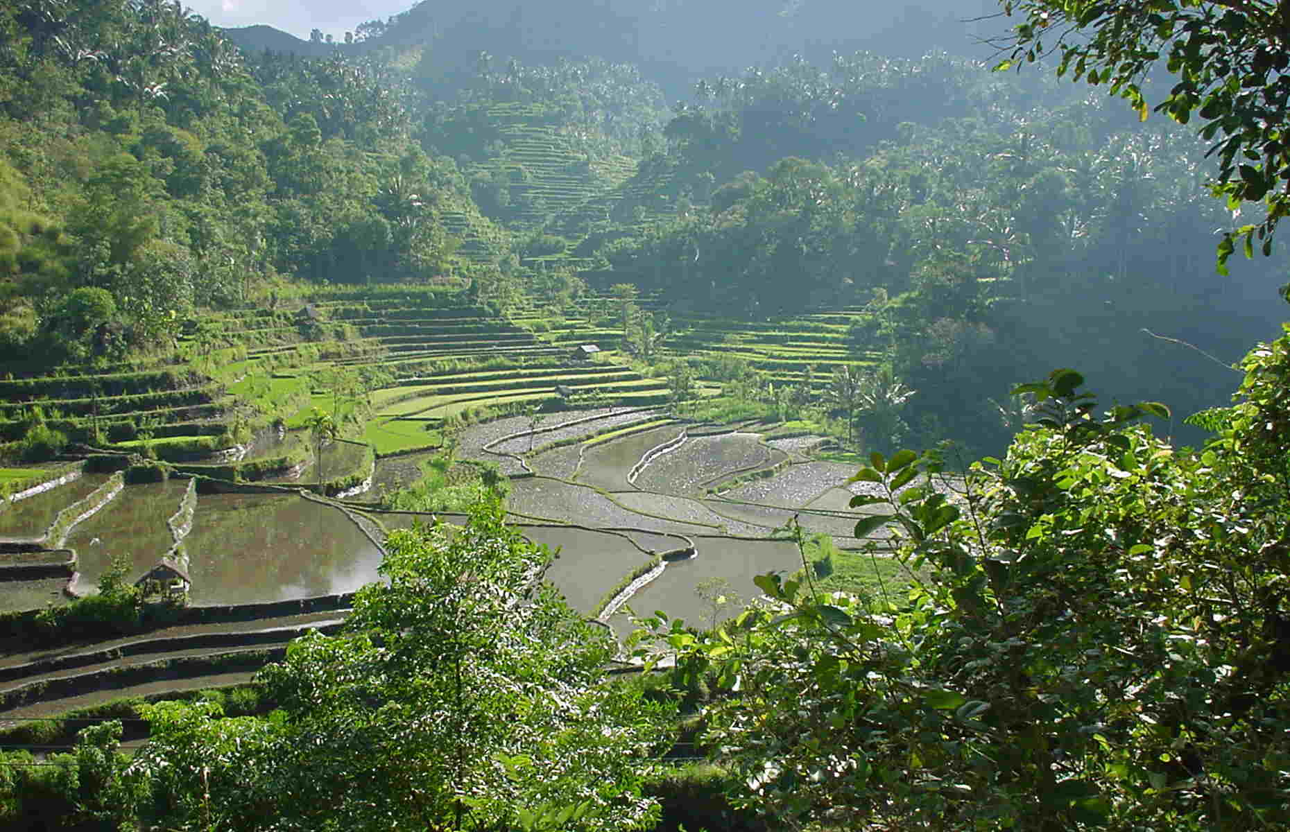 Rizières - Voyage Bali, Indonésie