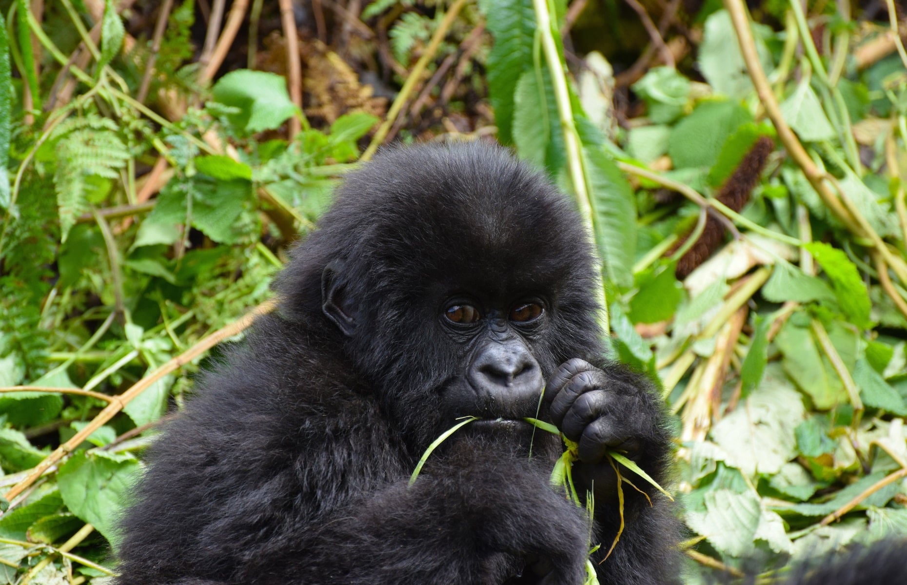 Bébé Gorille des Montagnes - Voyage Rwanda