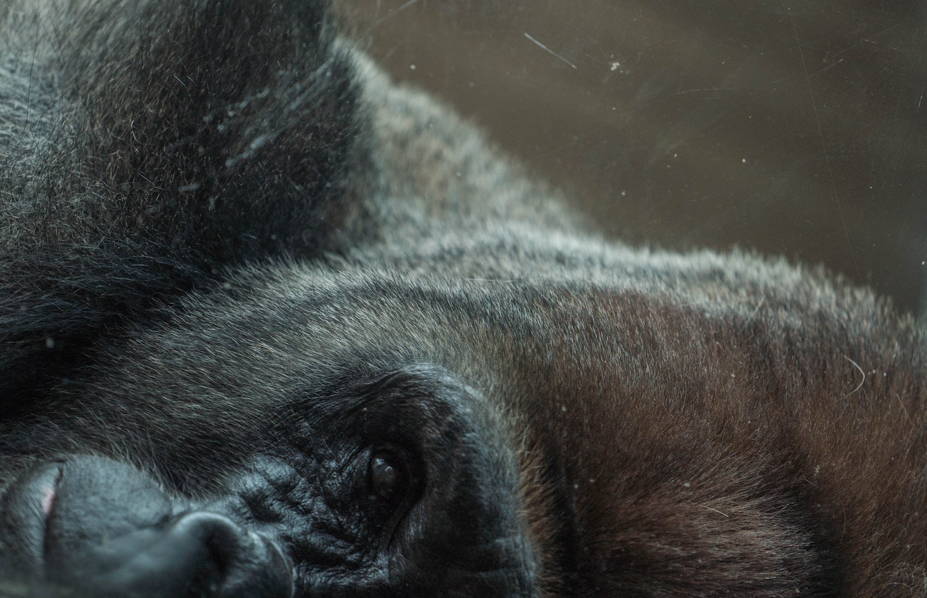Gorille des Montagnes - Voyage Rwanda