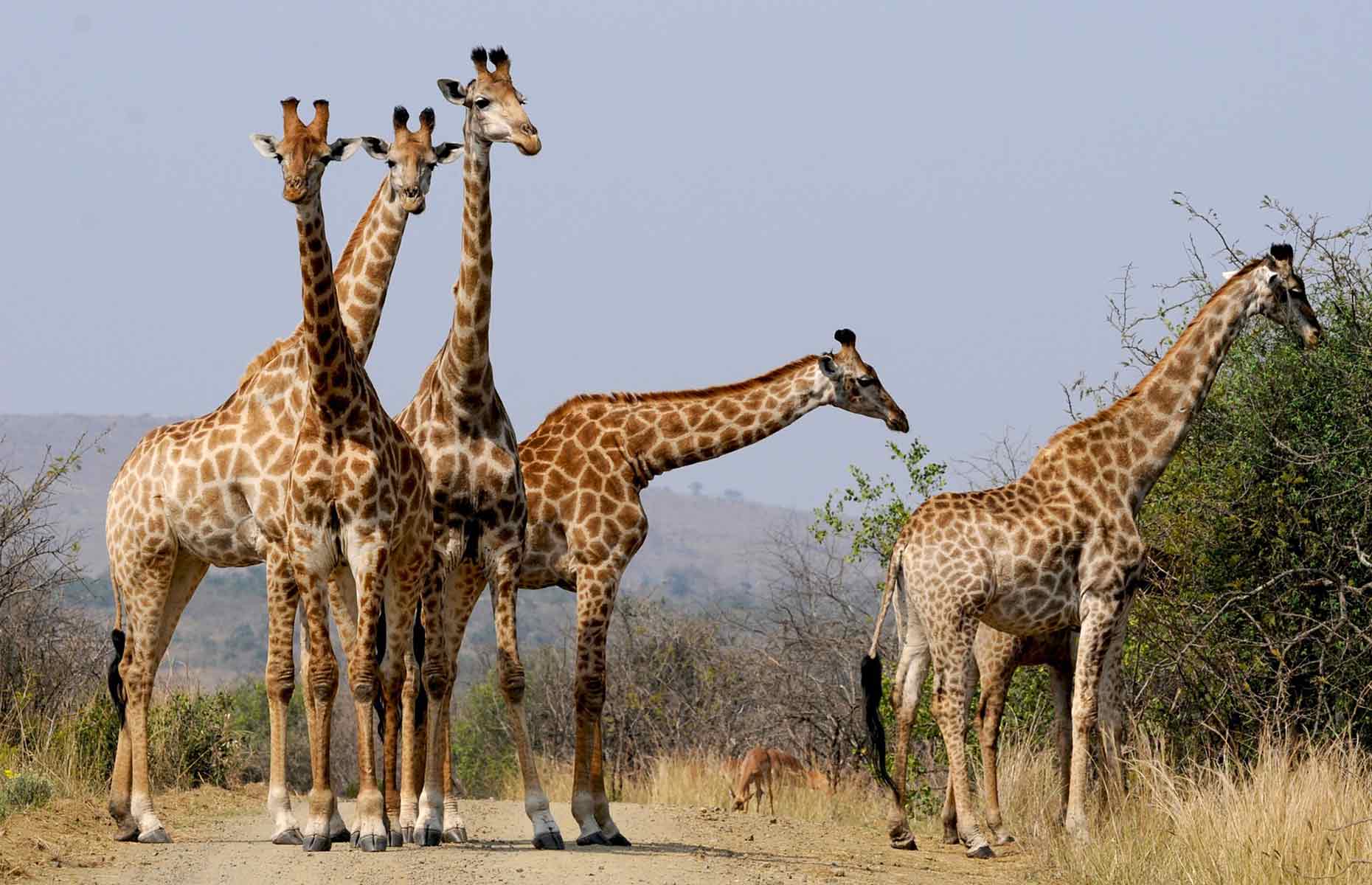 Safari, Girafe - Voyage Afrique du Sud