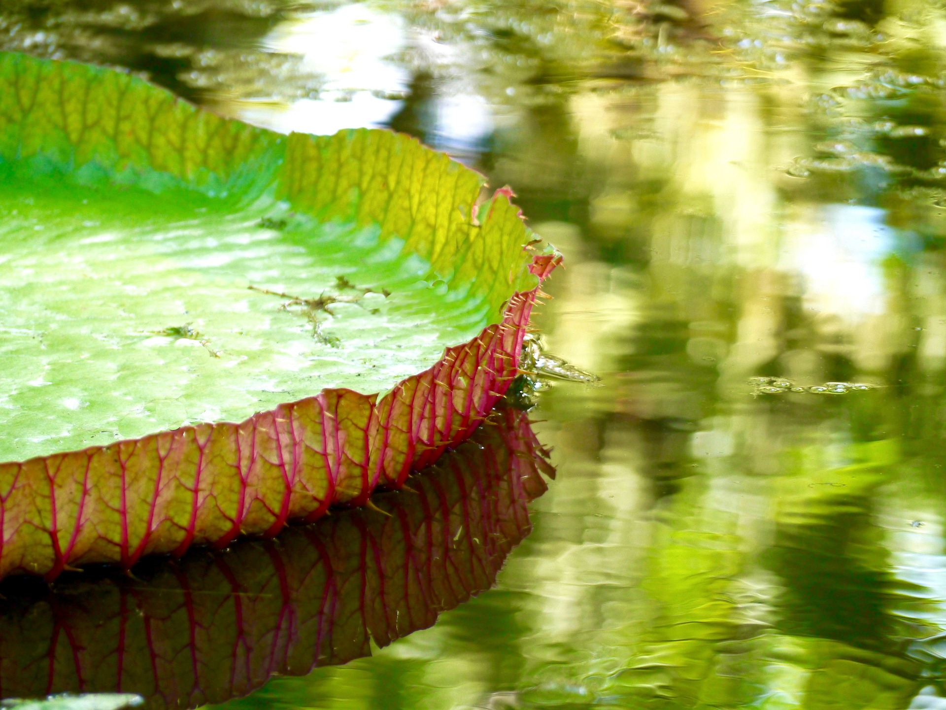 Jardin de Pamplemousse - Voyage Ile Maurice