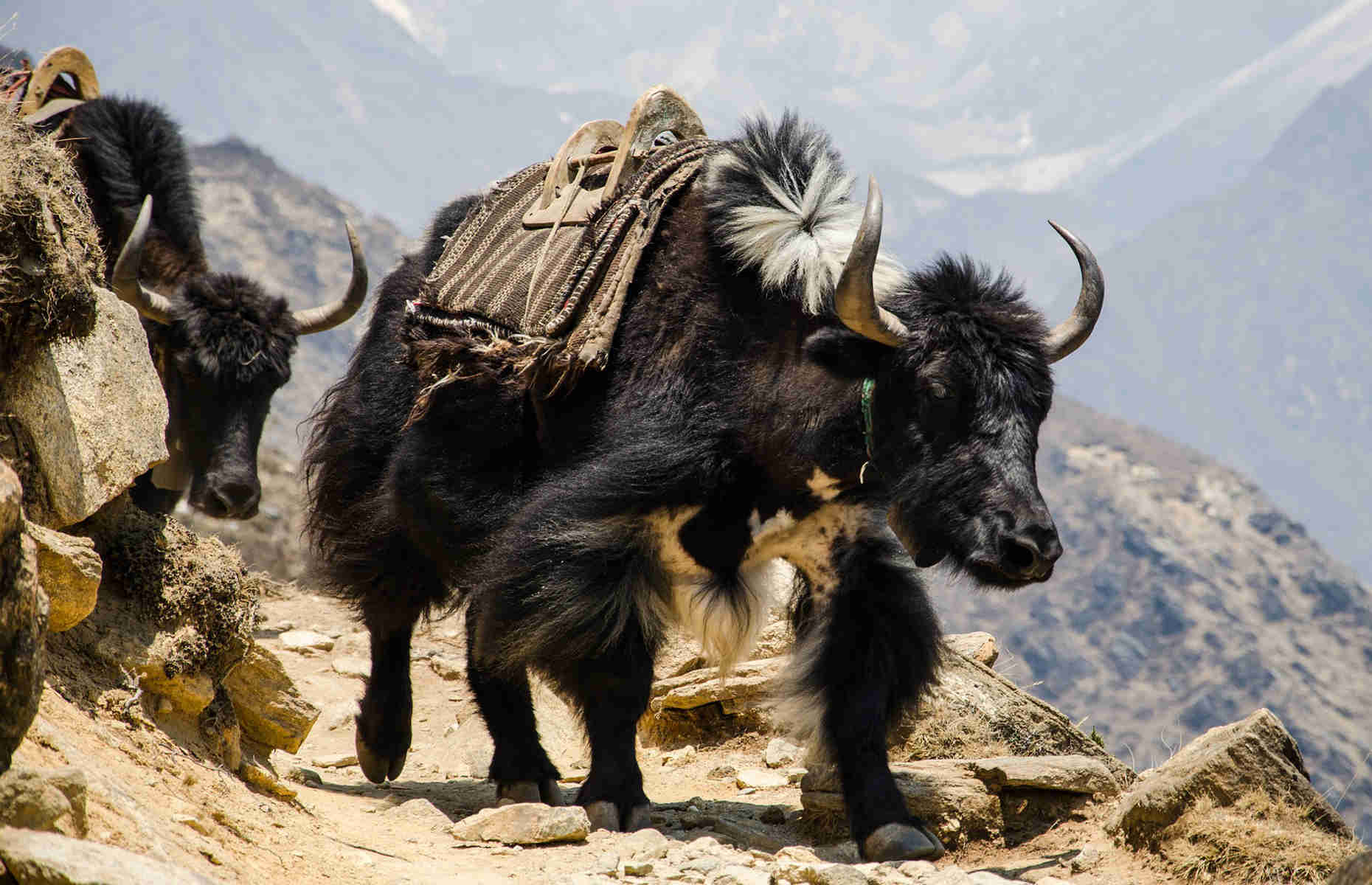 yack-nepal