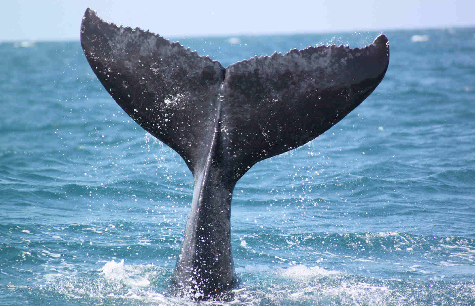 Baleine - Voyage République Dominicaine