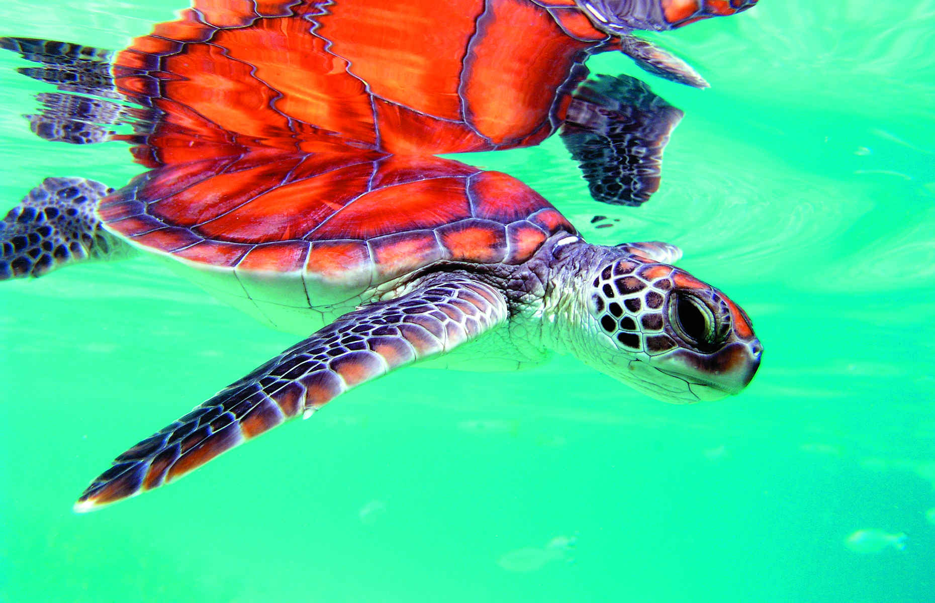 Plongée et snorkeling à la rencontre des tortues - Voyage Luxe Polynésie Française