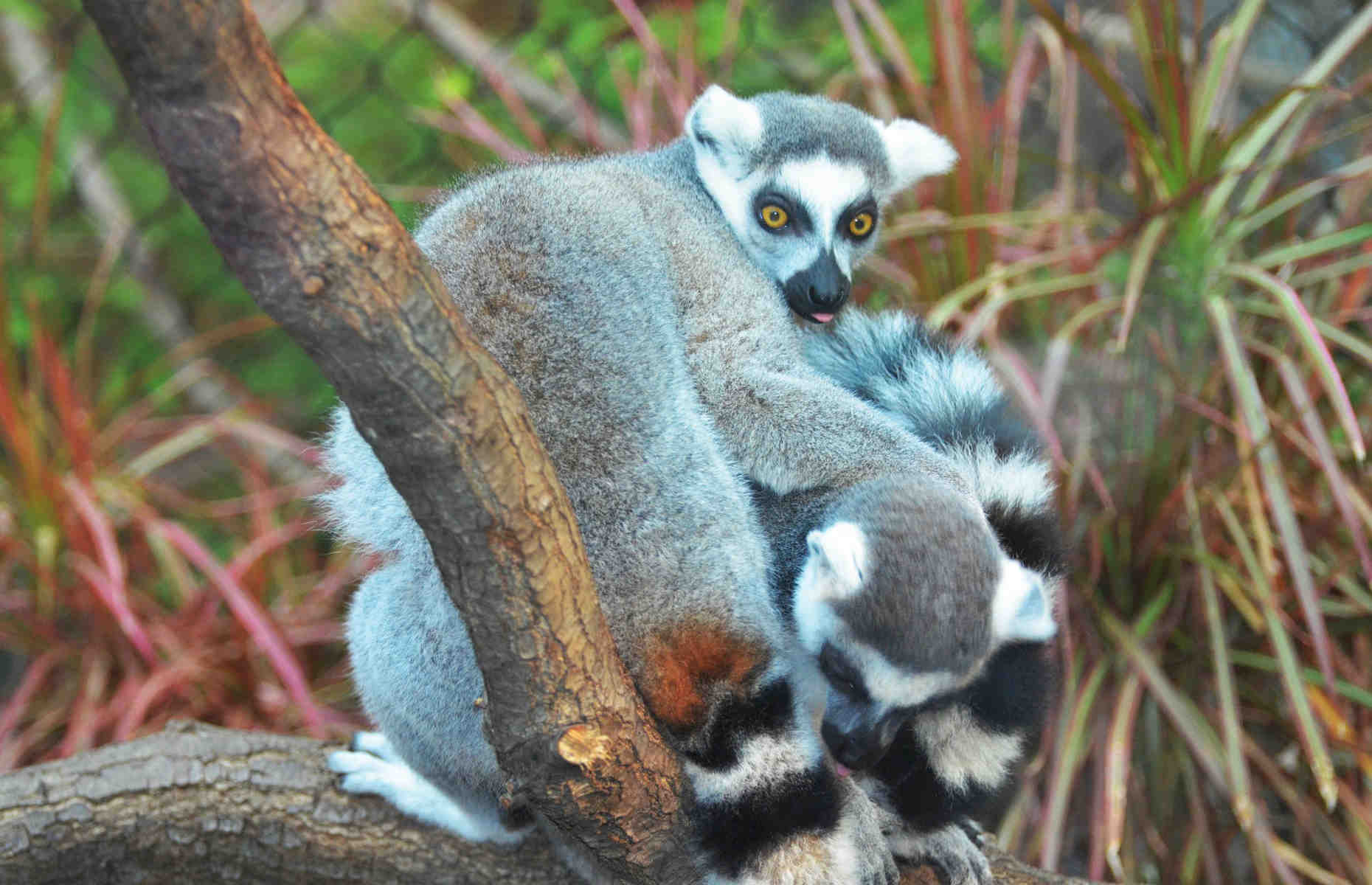 lemurien-mayotte